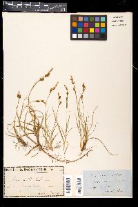 Carex mucronata image