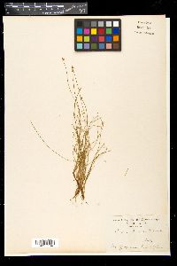 Carex onoei image