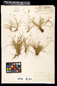 Carex ornithopoda image