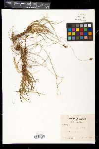 Carex oxyandra image