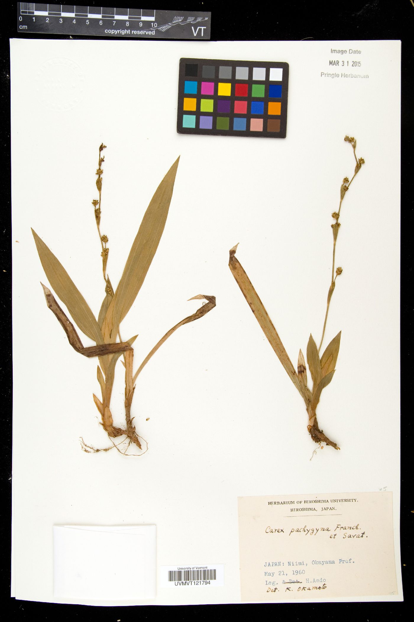 Carex pachygyna image
