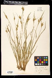 Carex pallescens image