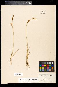 Carex panicea image