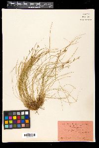 Carex pediformis image