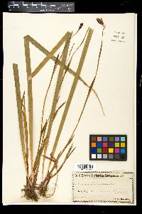 Carex pilosa image