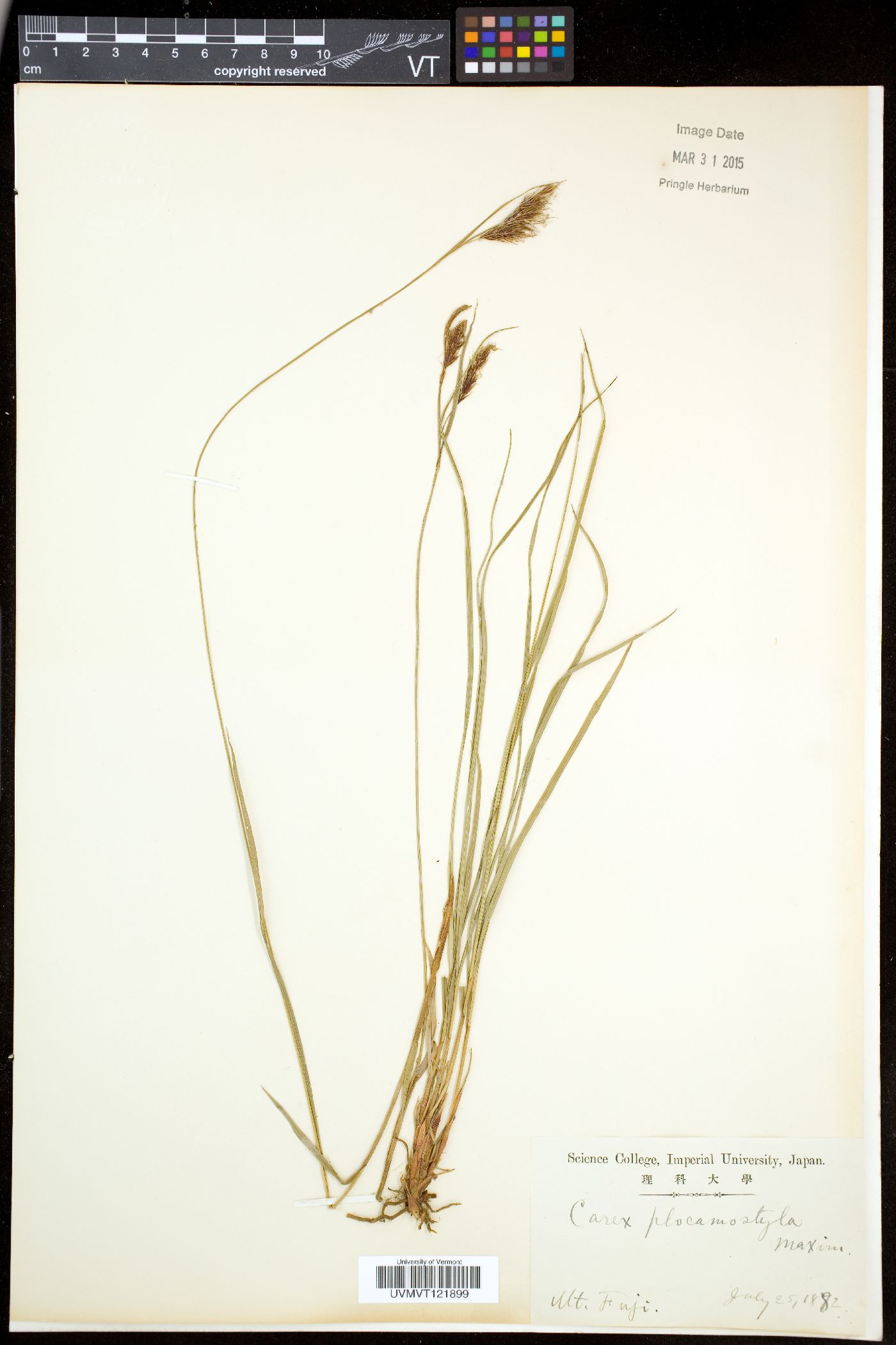 Carex doenitzii var. doenitzii image