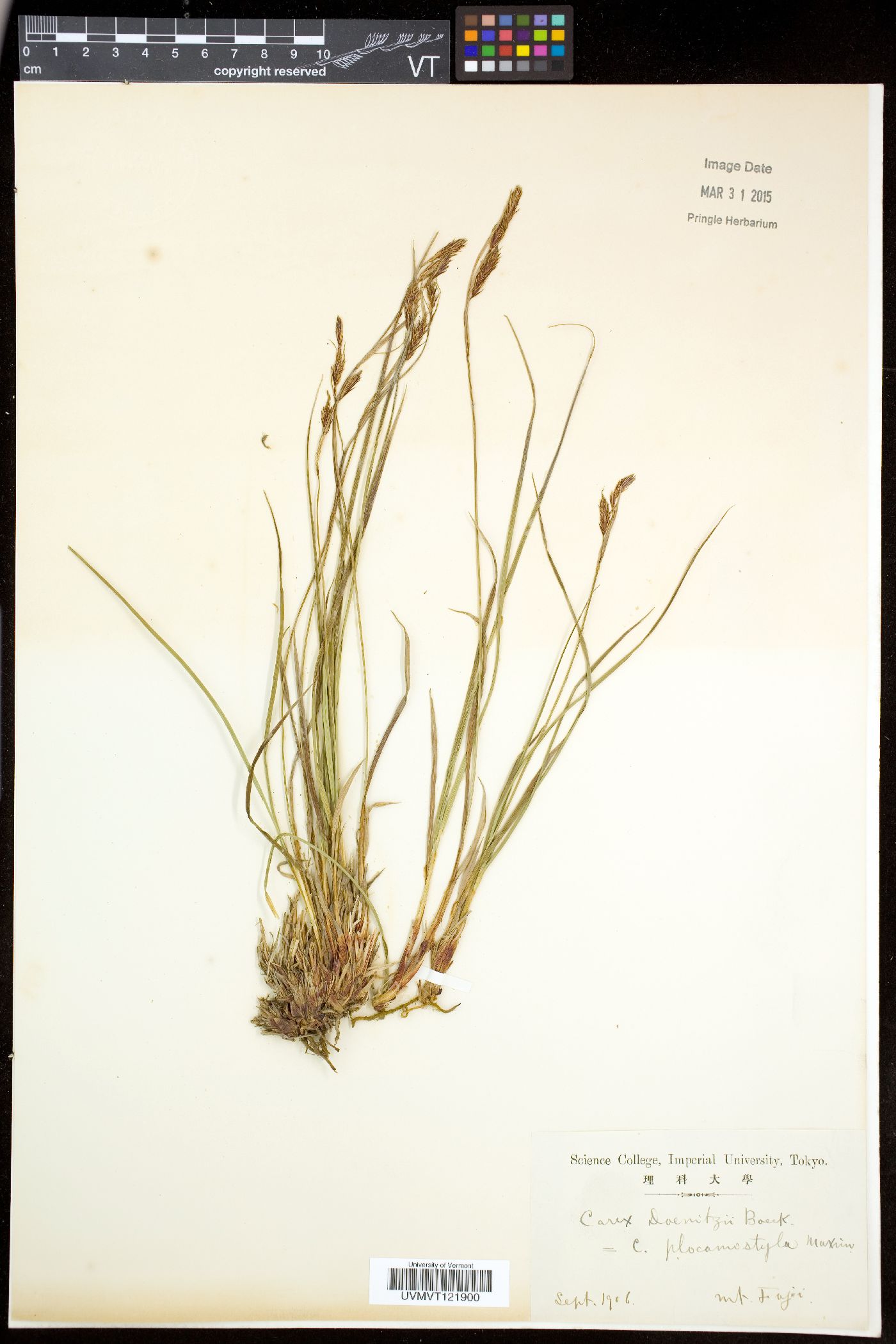 Carex doenitzii image