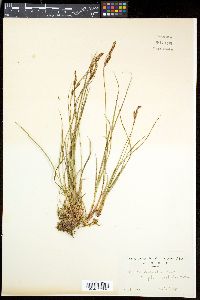 Carex doenitzii image