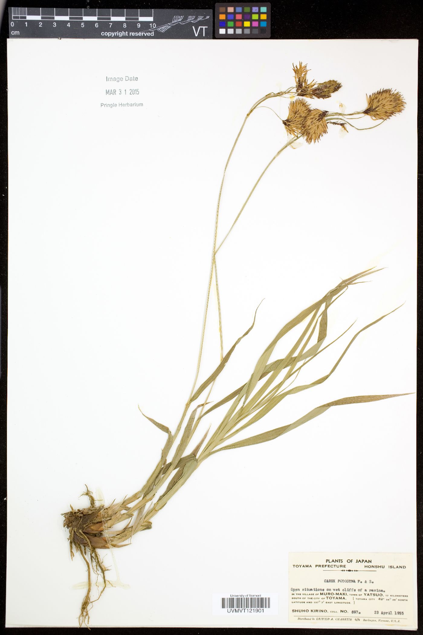 Carex podogyna image