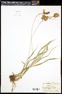 Carex podogyna image