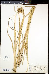 Carex pseudocyperus image