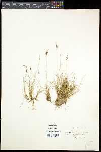 Carex pulicaris image