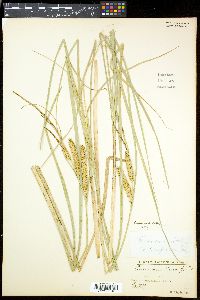 Carex rostrata image