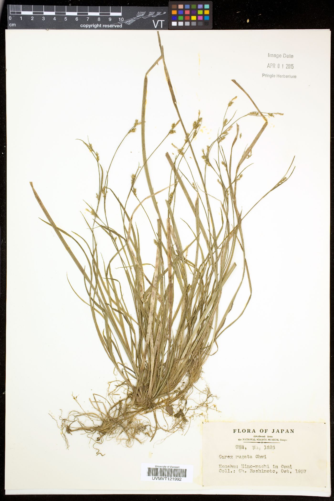 Carex rugata image