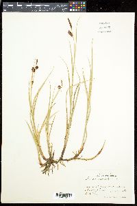 Carex saxatilis image