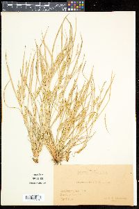 Carex secalina image