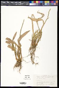 Carex siderosticta image