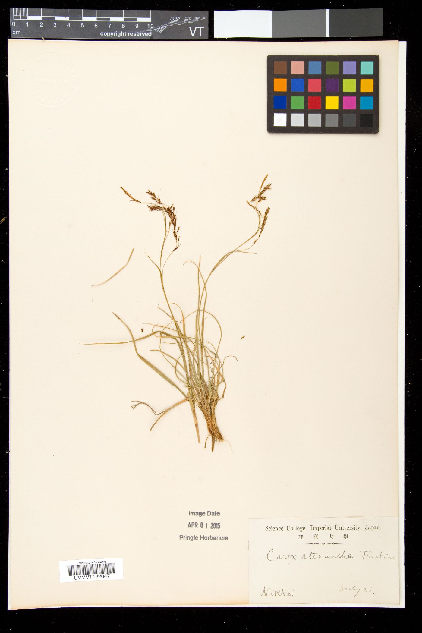 Carex stenantha image
