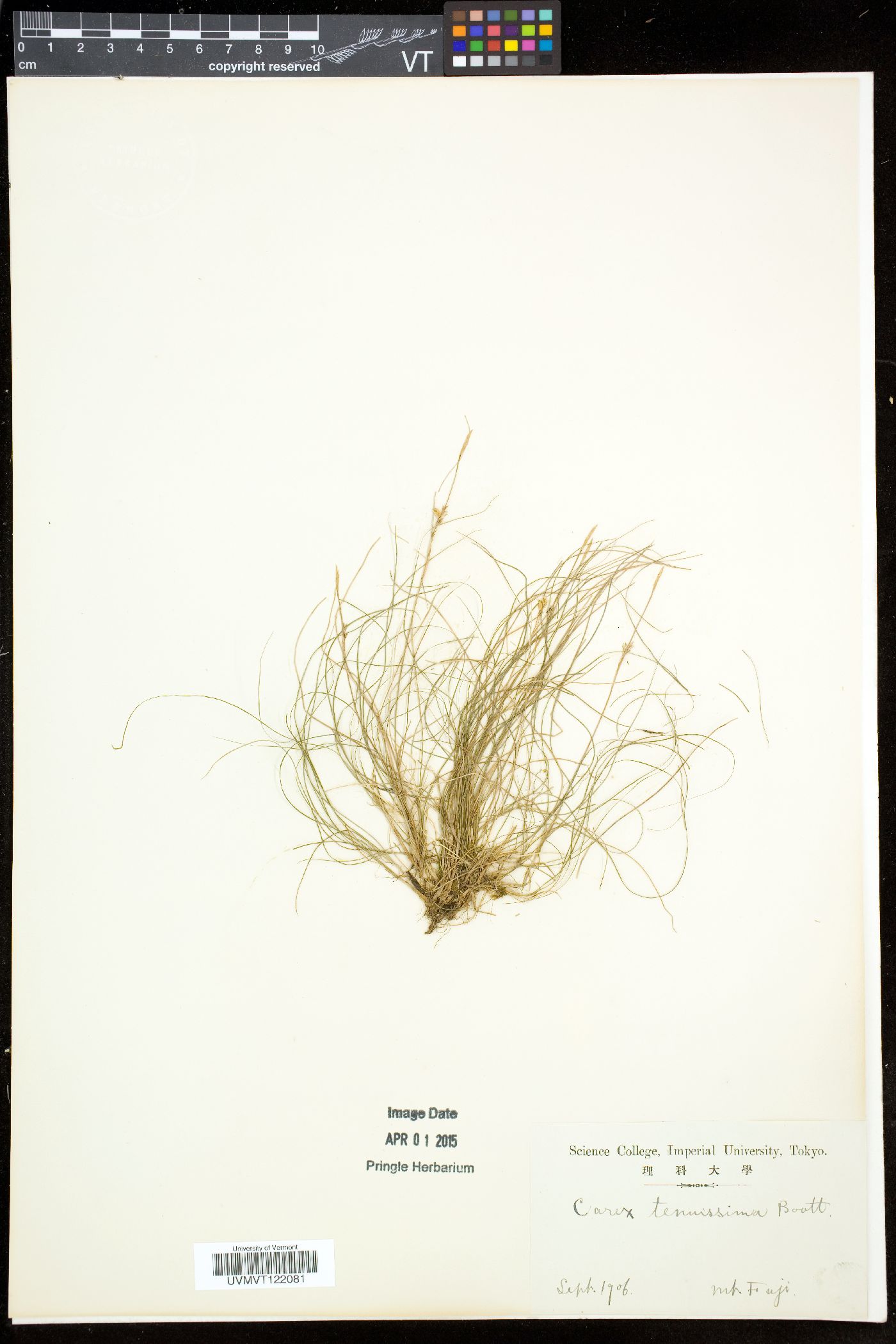 Carex tenuissima image