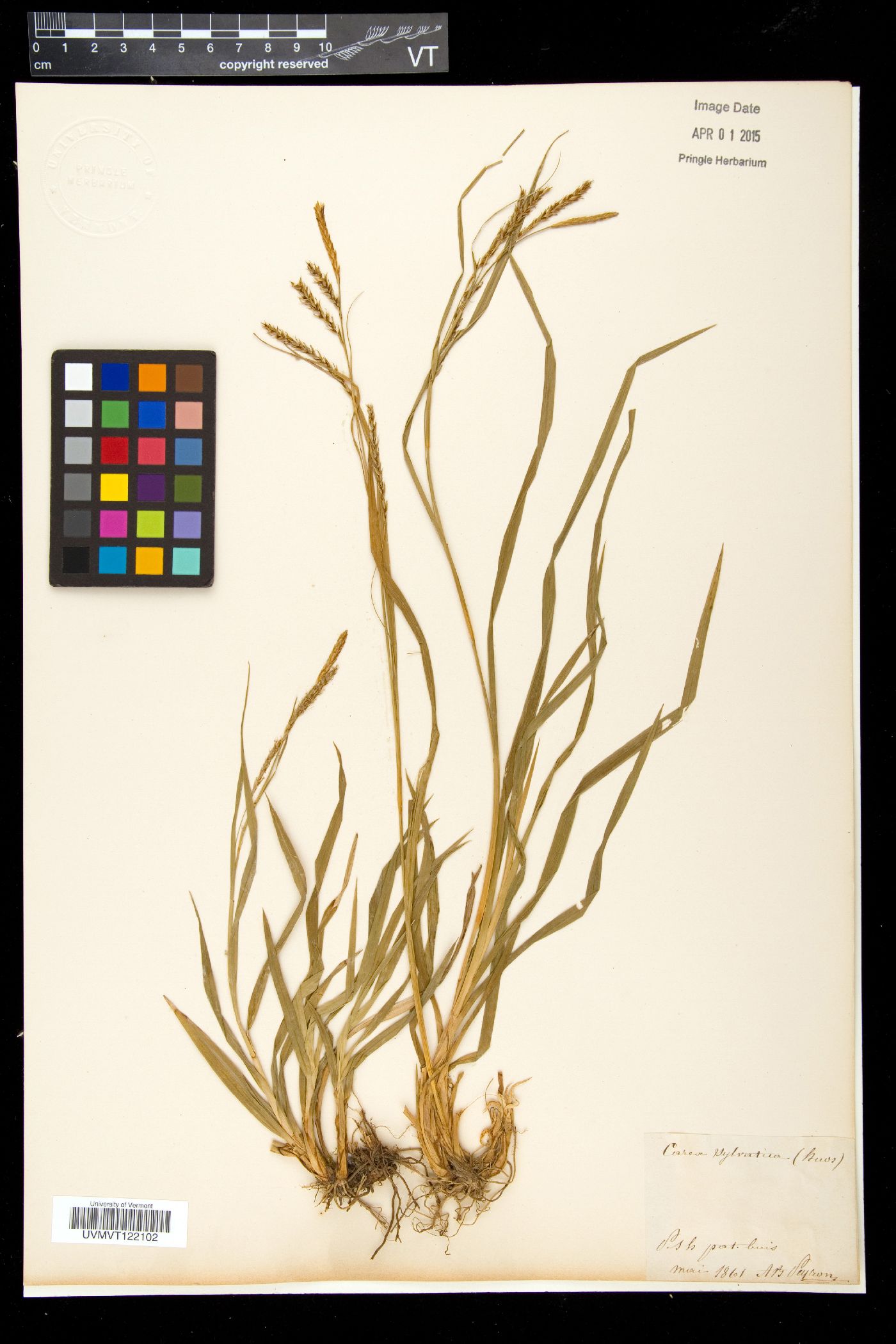 Carex sylvatica image