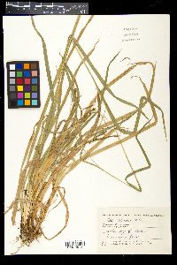 Carex silvatica image
