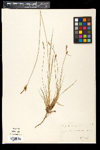 Carex tomentosa image