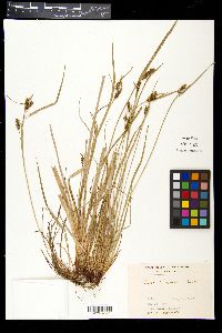 Carex brownii subsp. transversa image