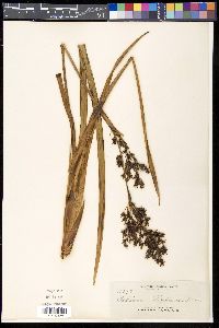 Image of Cladium latifolium