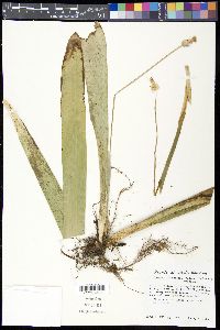 Carex fraseriana image