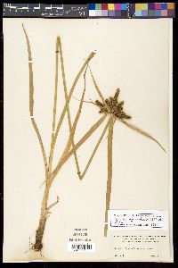 Cyperus aggregatus image