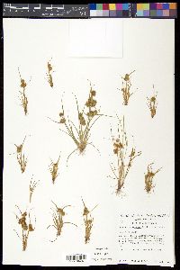 Cyperus squarrosus image