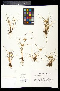 Cyperus compressus image