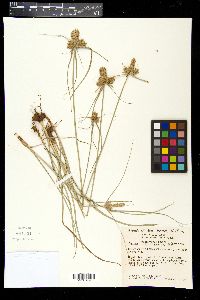 Cyperus fendlerianus image