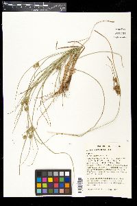 Cyperus × mesochorus image