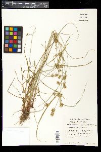 Cyperus echinatus image