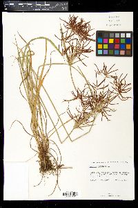 Cyperus rotundus image