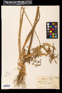 Cyperus diffusus image