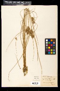 Cyperus cruentus image