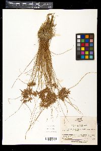 Cyperus cruentus image