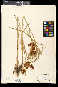 Cyperus glomeratus image