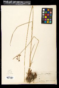 Cyperus longus image