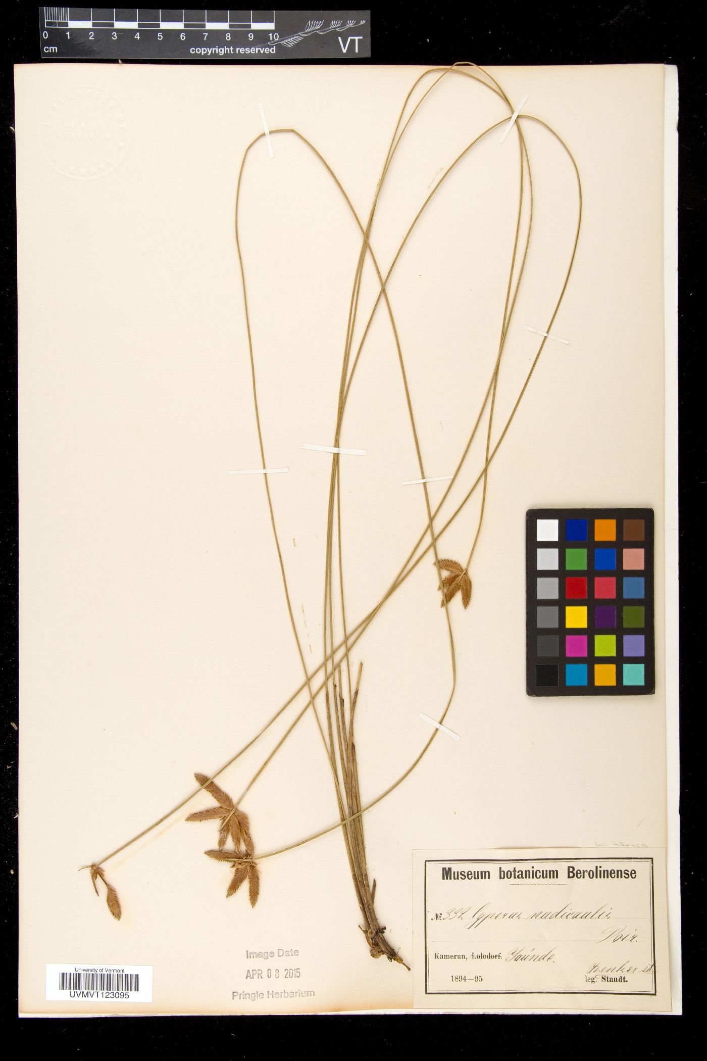 Cyperus pectinatus image