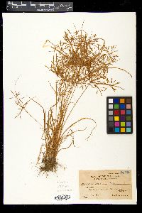 Cyperus sulcinux image