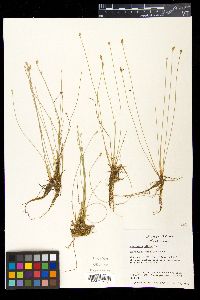 Eleocharis albida image