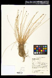 Eleocharis engelmannii image