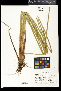 Eleocharis mutata image