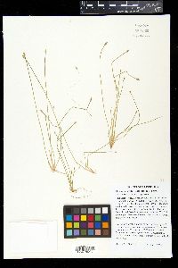 Eleocharis ovata image