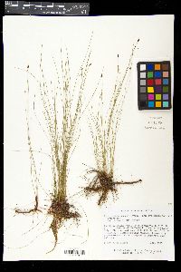 Eleocharis tenuis var. verrucosa image