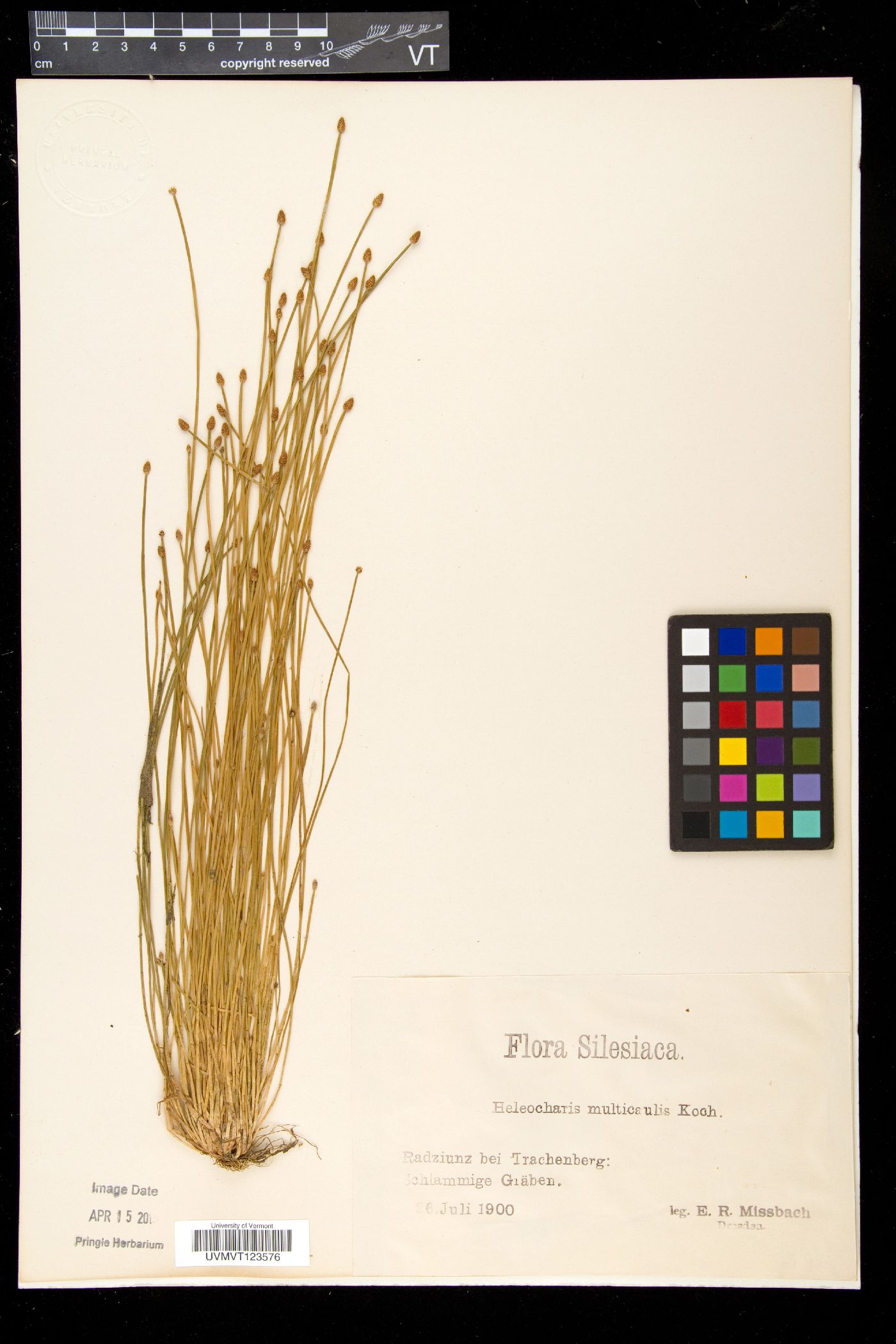 Eleocharis multicaulis image