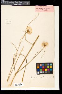 Eriophorum virginicum image